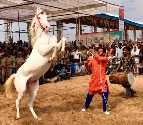 Uyển chuyển vũ điệu của ngựa ảnh 6