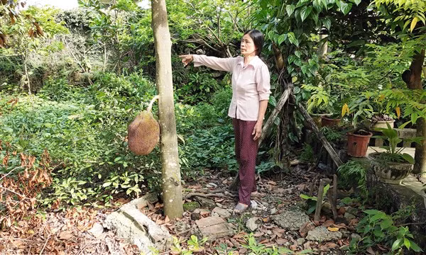 Bà Chu Thị Lệ trong mảnh đất của gia đình.