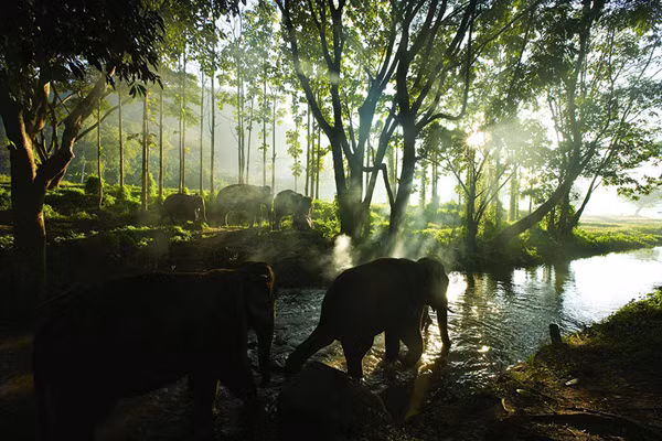 Những con voi ở Chiangmai, Thái Lan.