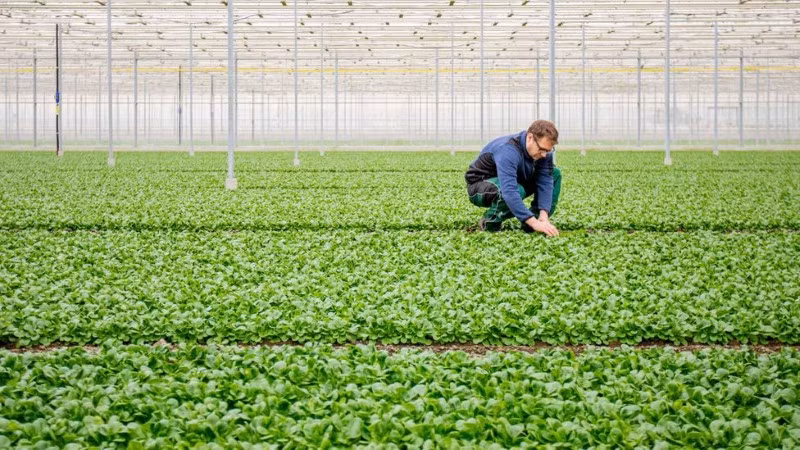Có thể thương mại hóa CO2 bằng cách bán cho nông nghiệp.
