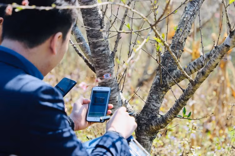 Gắn mã QR lên thân cây đào truy xuất nguồn gốc.