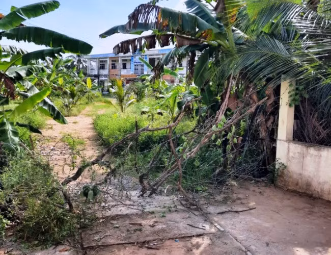 Lối vào Trường Tiểu học An Phú Tân B bị gia đình bà Võ Thị Thu Ba rào chắn. Sân trường cũng bị gia đình bà Ba trồng kín cây cối.