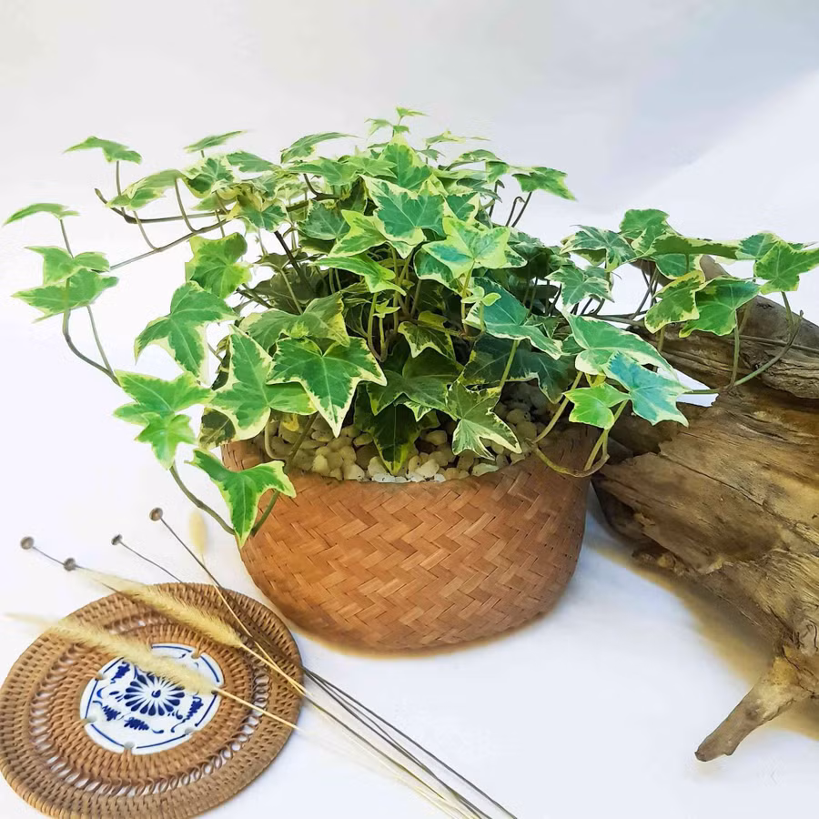 top 5 loai cay trong vua mang phong thuy lai phong chong ung thu - 12