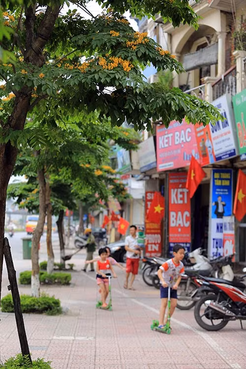 Ngắm hoa sưa vàng đẹp nở rộ ở Hà Nội - 15