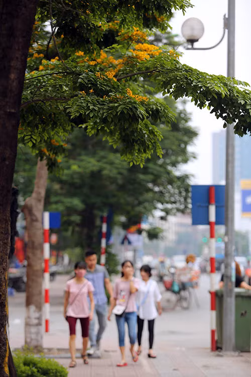 Ngắm hoa sưa vàng đẹp nở rộ ở Hà Nội - 14