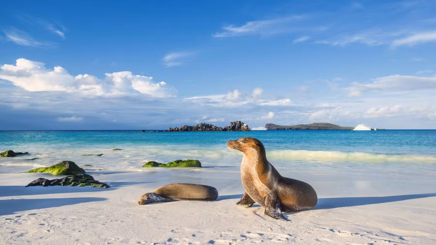 Vùng nước lạnh gần Quần đảo Galápagos là nơi ẩn náu của nhiều loài sinh vật biển.