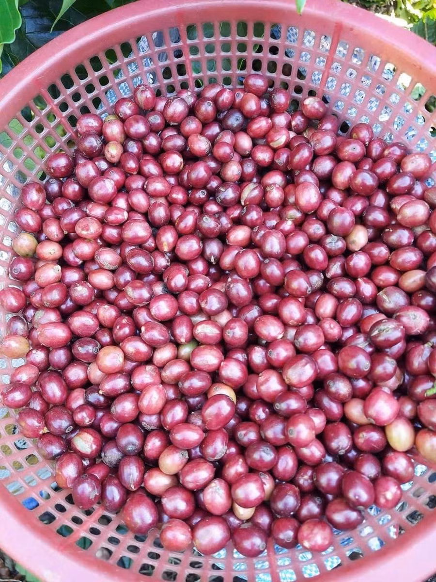 Hạt cà phê. Hạt cà phê.