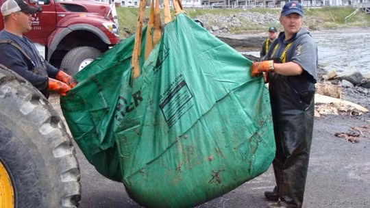 Quả tim cá voi xanh chuẩn bị được mang đi bảo quản. Ảnh: BBC