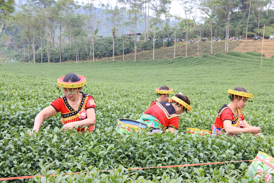 Cây chè đã mang lại thu nhập cao cho người dân.