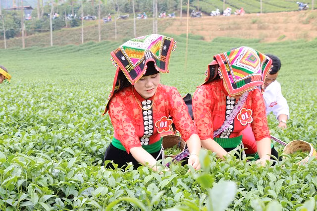 Để khích lệ động viên người trồng chè, huyện Thuận Châu thường hay tổ chức hội hái chè.