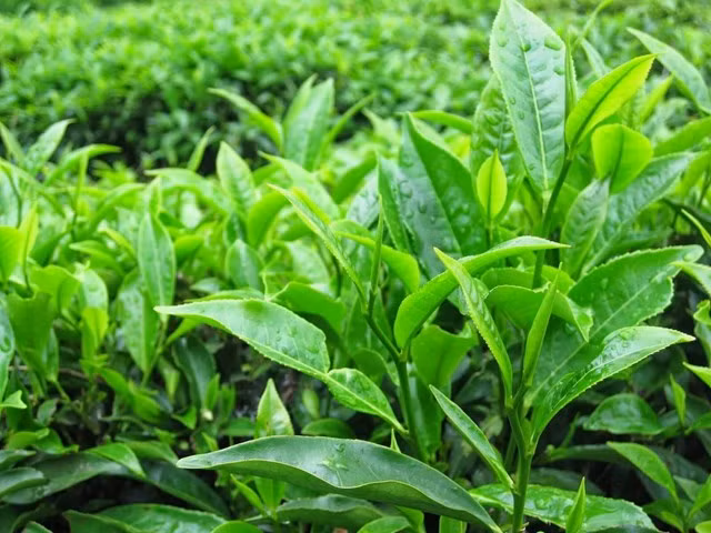 Cây chè phù hợp với khí hậu địa phương nên phát triển rất tốt.