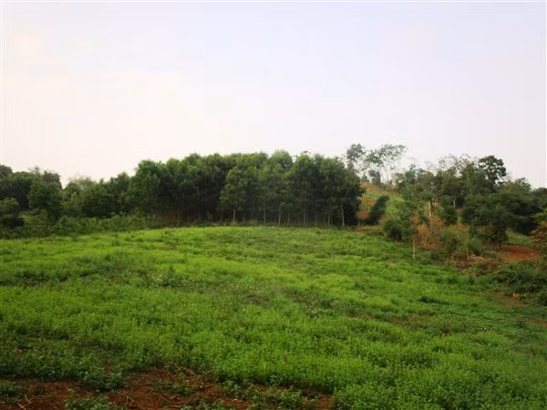 Diện tích đất trong khu vực bị thu hồi để xây dựng Nhà máy điện Năng lượng mặt trời vẫn đang bỏ hoang.