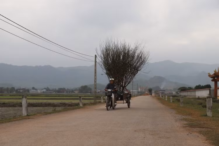 Nhiều chủ vườn phải chở đào xuống bỏ mối cho các vườn cây cảnh để vớt vát.