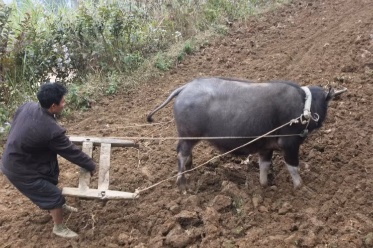 Có trâu to để cày là mơ ước của người bản Vai Lũng.