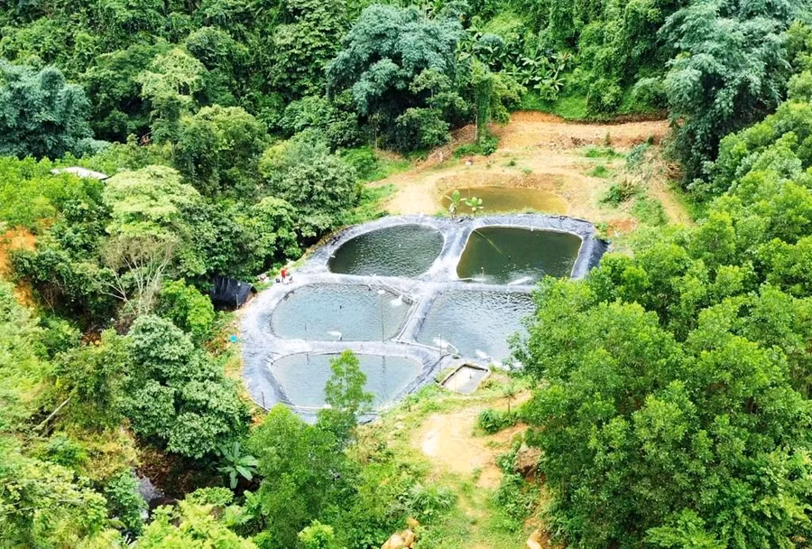 Khu vực nuôi cá tầm của gia đình anh Trần Văn Mạ tại Khe San, thôn Đồng Đình, xã Phong Dụ, huyện Tiên Yên. Khu vực nuôi cá tầm của gia đình anh Trần Văn Mạ tại Khe San, thôn Đồng Đình, xã Phong Dụ, huyện Tiên Yên.
