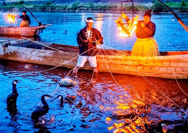 Nhật Bản: Nghề huấn luyện chim cốc bắt cá ảnh 1
