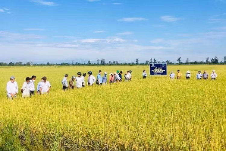 Mô hình lúa hữu cơ được trồng thử nghiệm trong vụ Đông Xuân năm 2021 – 2022. Ảnh: Đăng Đức