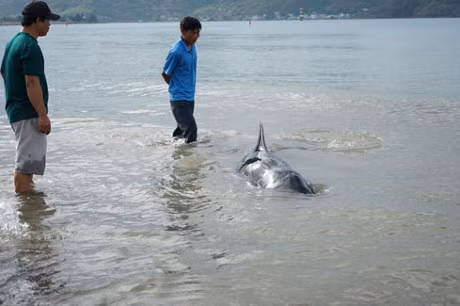 Ca heo dai 3m troi dat vao bo bien Quy Nhon - Anh 1