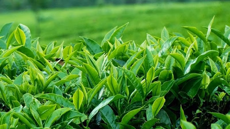 Phân bón vi lượng đất hiếm giúp tăng năng suất cây trồng.