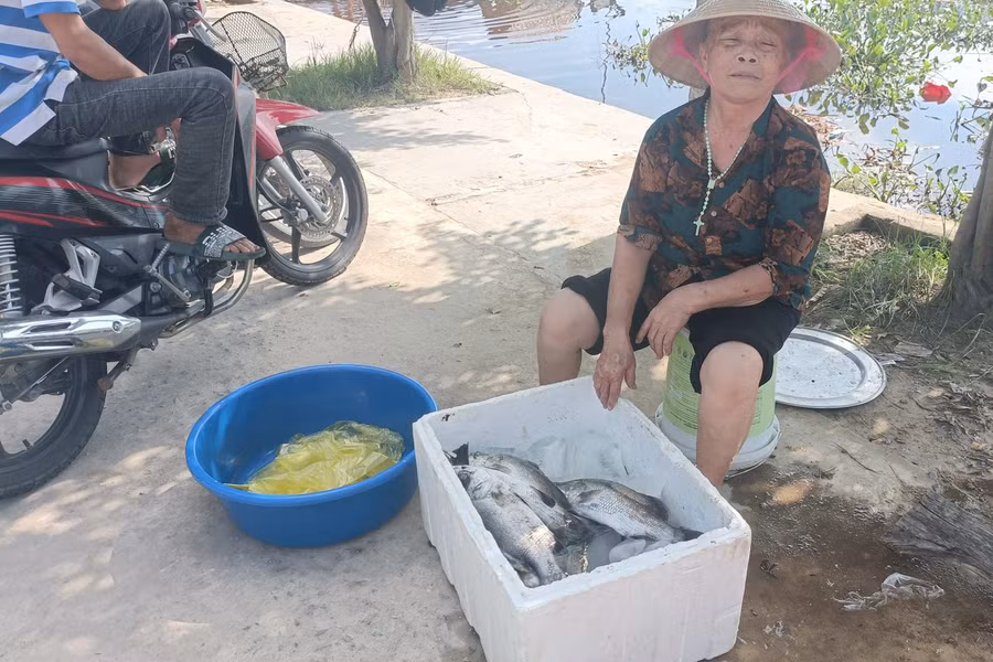 Cá chết hàng loạt khiến người nuôi xót xa. Cá chết hàng loạt khiến người nuôi xót xa.