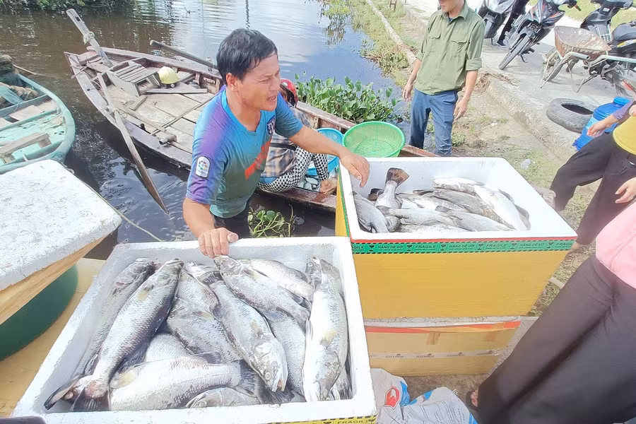 Cá chết sạch trong lồng bè khiến người nuôi ở thôn Song Hải, xã Thạch Sơn thiệt hại lớn. Cá chết sạch trong lồng bè khiến người nuôi ở thôn Song Hải, xã Thạch Sơn thiệt hại lớn.