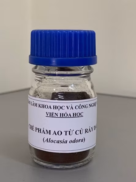 Sản phẩm chiết xuất từ cây ráy dại có tác dụng phòng ngừa gout. Sản phẩm chiết xuất từ cây ráy dại có tác dụng phòng ngừa gout.
