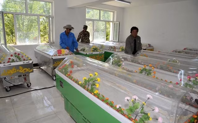 Chồng đóng quan tài băng giữ xác vợ trong phòng ngủ nhiều tháng
