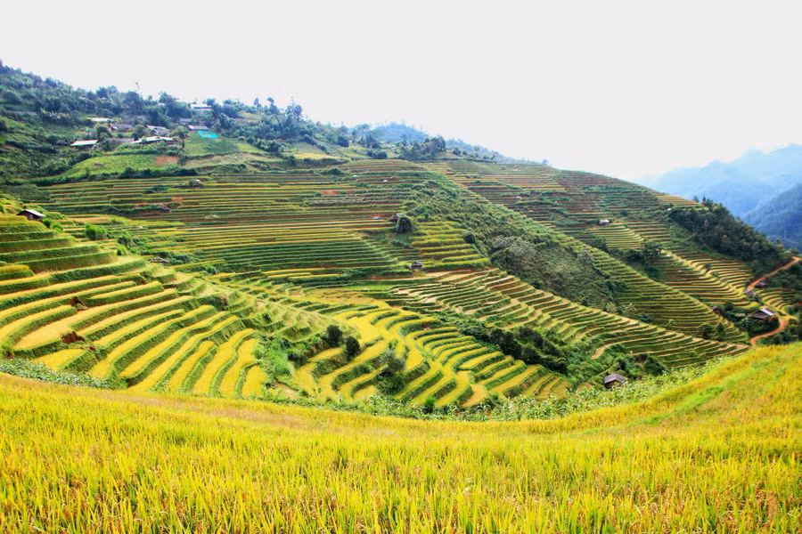 Ngỡ ngàng mùa lúa chín trên những cung đường Tây Bắc