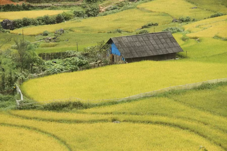 Mùa vàng Mùa vàng
