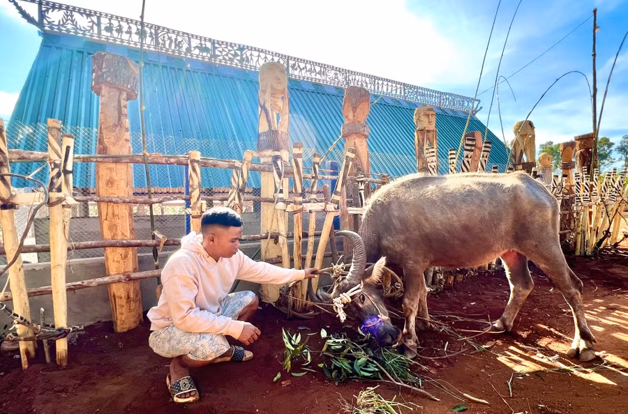 Gia đình tổ chức lễ Pơ Thi chuẩn bị 1 con trâu cho người thân mang theo về với ông bà, tổ tiên.