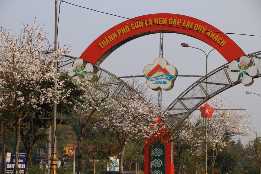 Hoa ban đua nở trên quốc lộ 6 thuộc thành phố Sơn La.