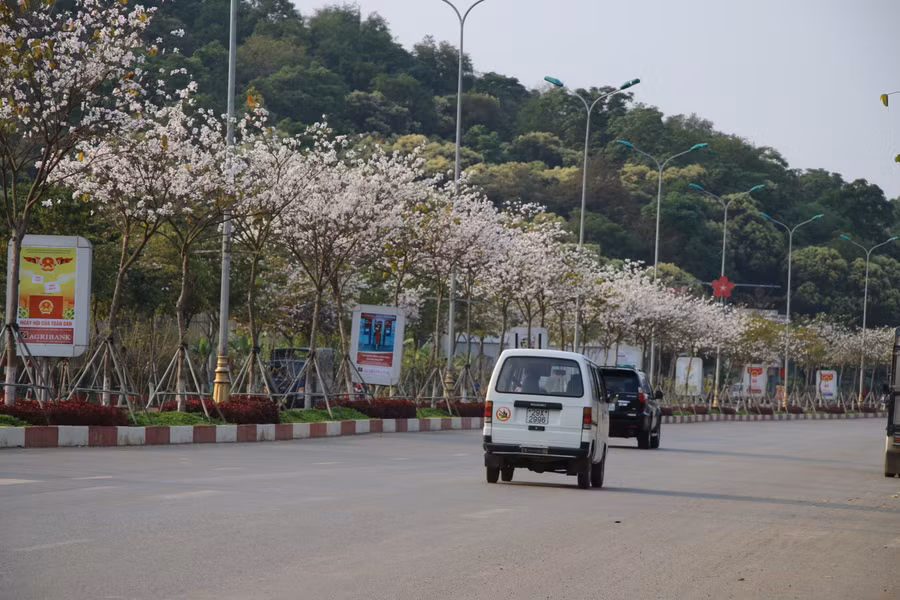 Hoa ban khoe sắc ở đầu đường đôi thành phố Sơn La.