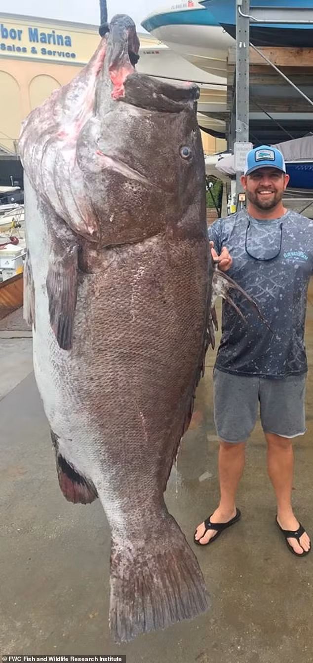 Tận thấy cá mú ‘thành tinh’ nặng 150kg, nghi 50 năm tuổi - ảnh 2