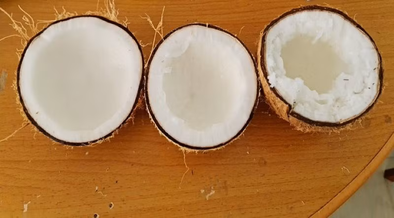 Máy dò dừa sáp “made in Việt Nam” ảnh 1