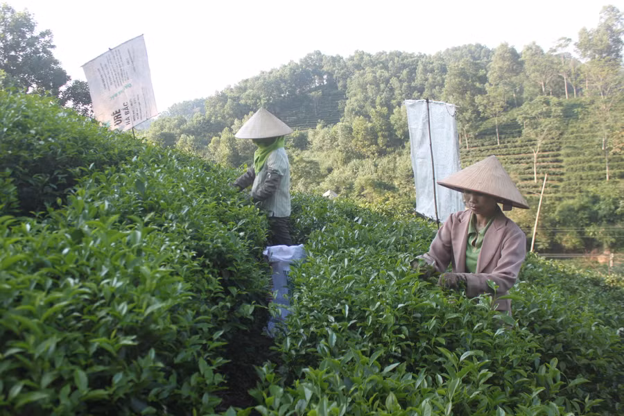 Tiến sĩ Nguyễn Đình Tuân không chỉ là người khai lập làng xã, mà còn được coi là vị tổ nghề đối với cây chè Tân Cương. Tiến sĩ Nguyễn Đình Tuân không chỉ là người khai lập làng xã, mà còn được coi là vị tổ nghề đối với cây chè Tân Cương.