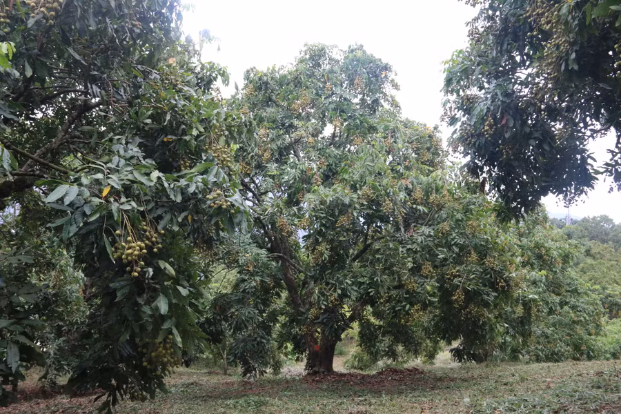Hiện nay, trên địa bàn huyện Sông Mã, nhãn là cây chủ lực giúp bà con thoát nghèo. Hiện nay, trên địa bàn huyện Sông Mã, nhãn là cây chủ lực giúp bà con thoát nghèo.