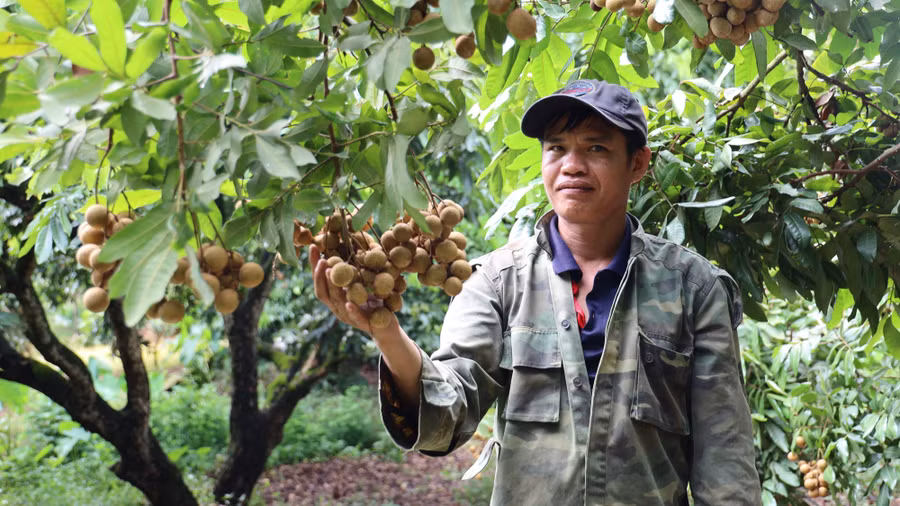 Ông Lò Văn Biển phấn khởi khi năm nay nhãn được mùa. Ông Lò Văn Biển phấn khởi khi năm nay nhãn được mùa.