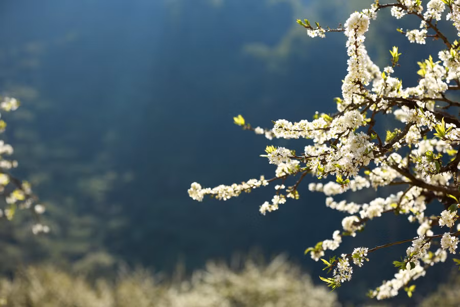 Những nhành hoa mận bung nở giữa ánh nắng ban mai. Những nhành hoa mận bung nở giữa ánh nắng ban mai.