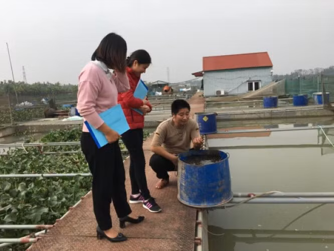 Hải Dương: Dân khốn khó vì mô hình nuôi cá chép giòn
