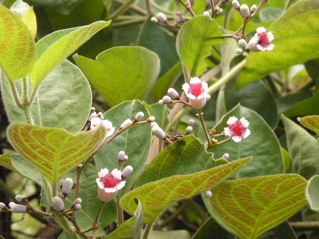 Mơ lông.