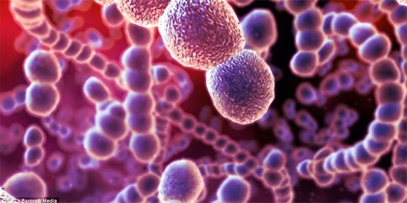 Vi khuẩn Streptococcus suis cư trú ở đường hô hấp trên, đặc biệt là tại mũi, đường tiêu hóa và sinh dục của lợn. Ảnh minh họa