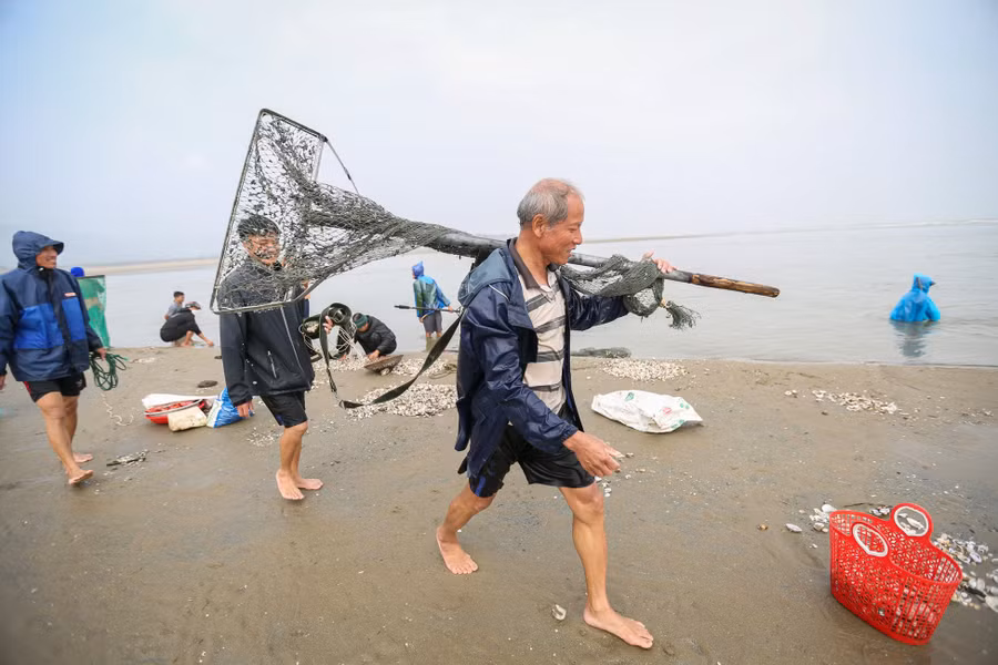 Ông Nguyễn Văn Hoàng (60 tuổi, xã Cương Gián, huyện Nghi Xuân) có kinh nghiệm hơn 30 làm nghề kéo lưới cho rằng, do biển động nhiều ngày nay nên mới có nhiều sò lông trôi dạt vào bờ như vậy. "Sò lông sống dưới lớp cát mỏng nên bị sóng đánh trôi dạt vào bờ", ông Hoàng nhận định. (Ảnh: Thu Nhường). Ông Nguyễn Văn Hoàng (60 tuổi, xã Cương Gián, huyện Nghi Xuân) có kinh nghiệm hơn 30 làm nghề kéo lưới cho rằng, do biển động nhiều ngày nay nên mới có nhiều sò lông trôi dạt vào bờ như vậy. "Sò lông sống dưới lớp cát mỏng nên bị sóng đánh trôi dạt vào bờ", ông Hoàng nhận định. (Ảnh: Thu Nhường).