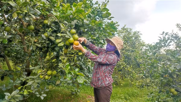 Cam K4 tại các vườn hiện đã chín nhưng đang bí đầu ra.