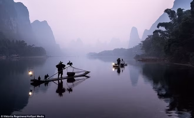 Những con chim cốc được ngư dân nuôi dưỡng và huấn luyện từ nhỏ. Chúng không bay đi sau khi được thả. Một ngư dân có thể nuôi một hoặc nhiều con chim cốc để đánh bắt cá. Đánh cá bằng chim cốc ở làng chài 1.000 năm tuổi