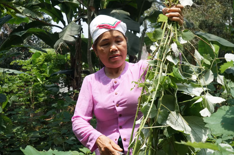 Cây gai sau khi trồng nửa năm là có thể chặt về tước vỏ và phơi khô để làm sợi đan võng.