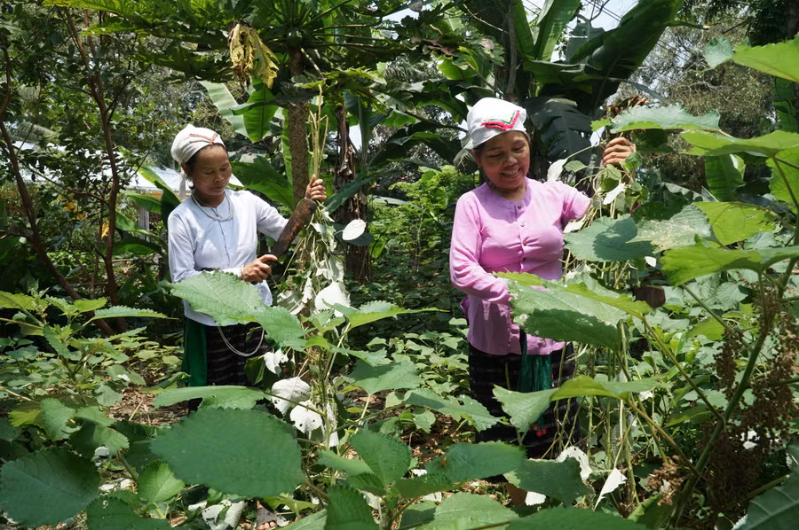 Những phụ nữ lớn tuổi ở xã Giai Xuân, huyện Tân Kỳ vẫn duy trì công việc trồng cây gai, tước sợi, đan võng.