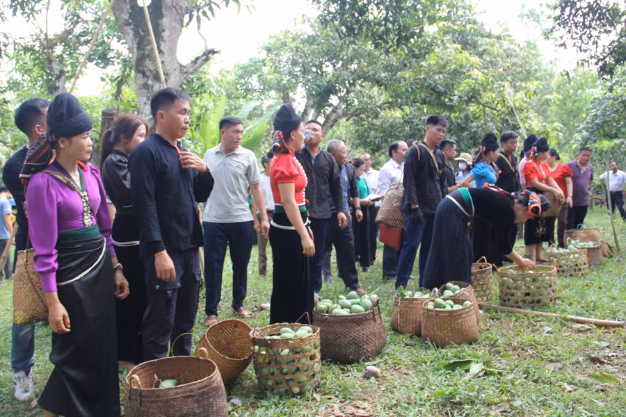 Đông đảo hội viên từ các đội thi tham gia phần chuyển xoài về nơi tập kết.