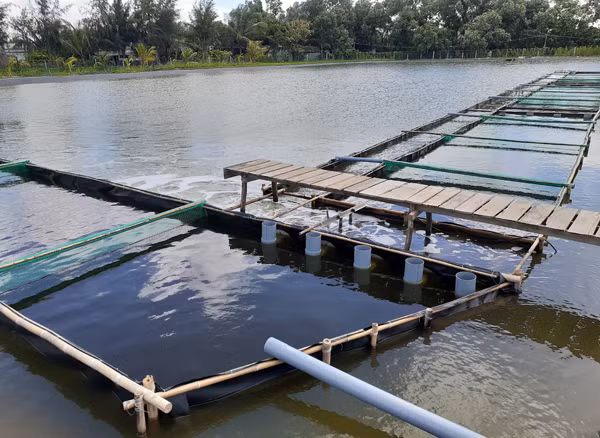 Nhiều hộ dân chuyển đổi sang nuôi, trồng thủy sản nước mặn ứng phó với hạn, mặn
