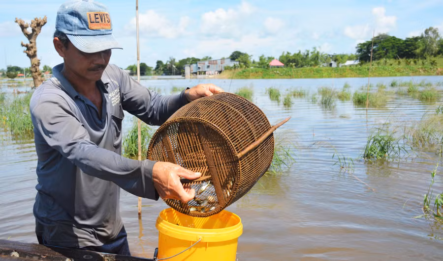 Nhiều địa phương tận dụng lợi thế của nước lũ để cải tạo đất, phục hồi nguồn lợi thủy sản.