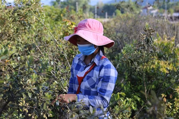 Tranh thủ dịp hè, nhiều em học sinh cũng lên đồi hái sim kiếm thêm thu nhập để chuẩn bị cho năm học mới.